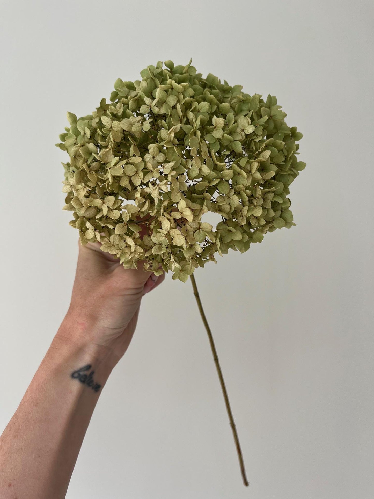 Dried Hydrangea Stem - Antique