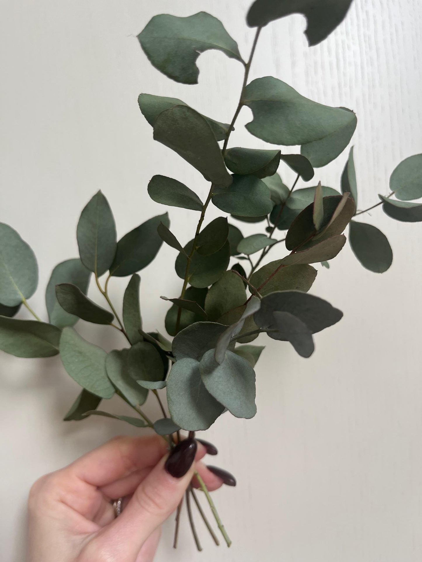 Bunch of Dried Eucalyptus - Small