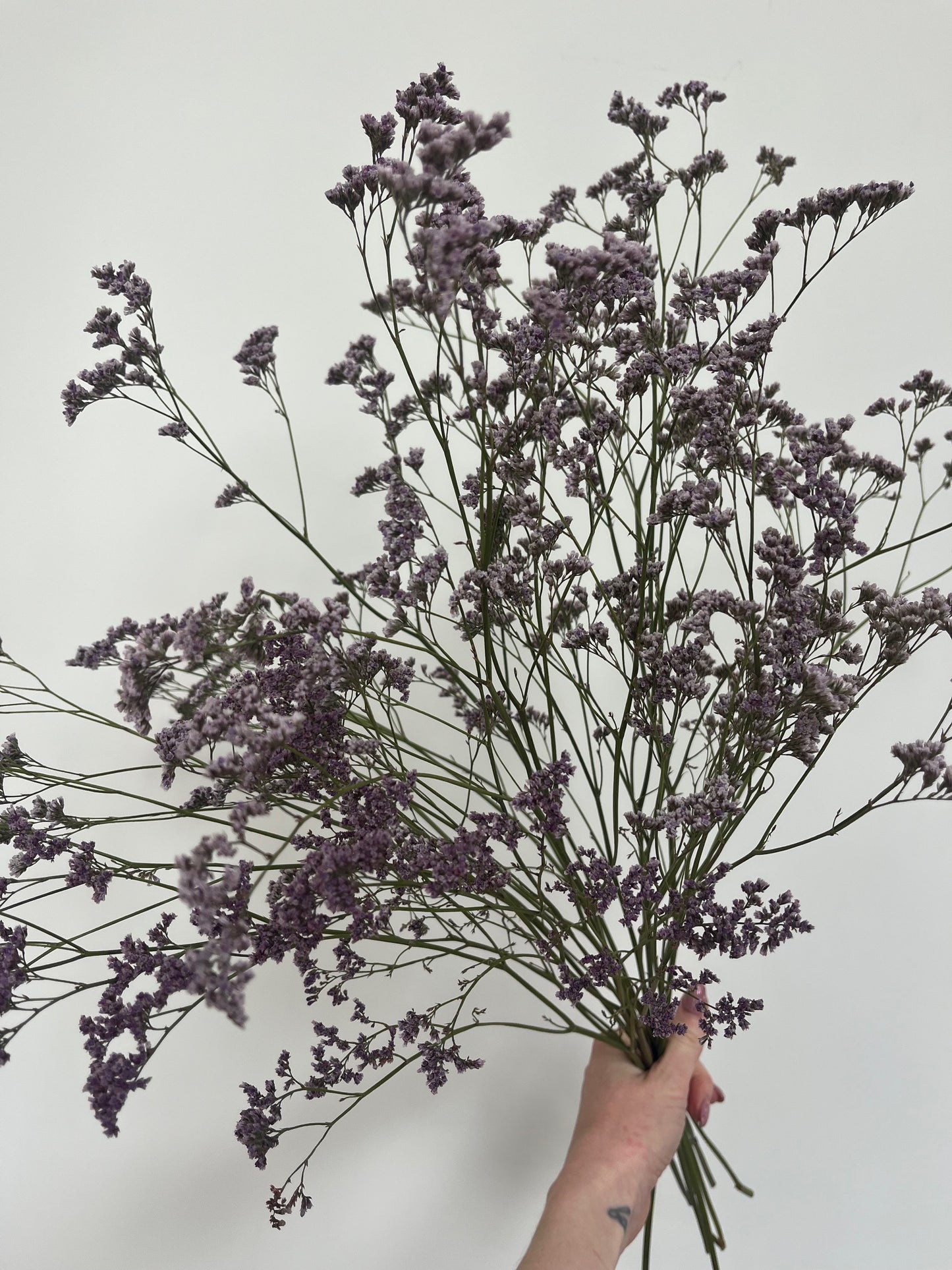Dried Limonium - Natural Purple