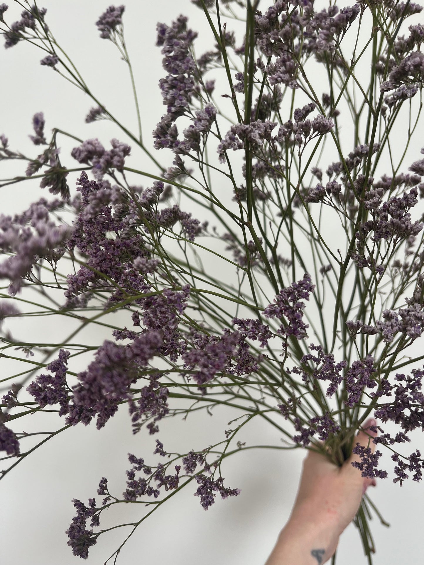 Dried Limonium - Natural Purple