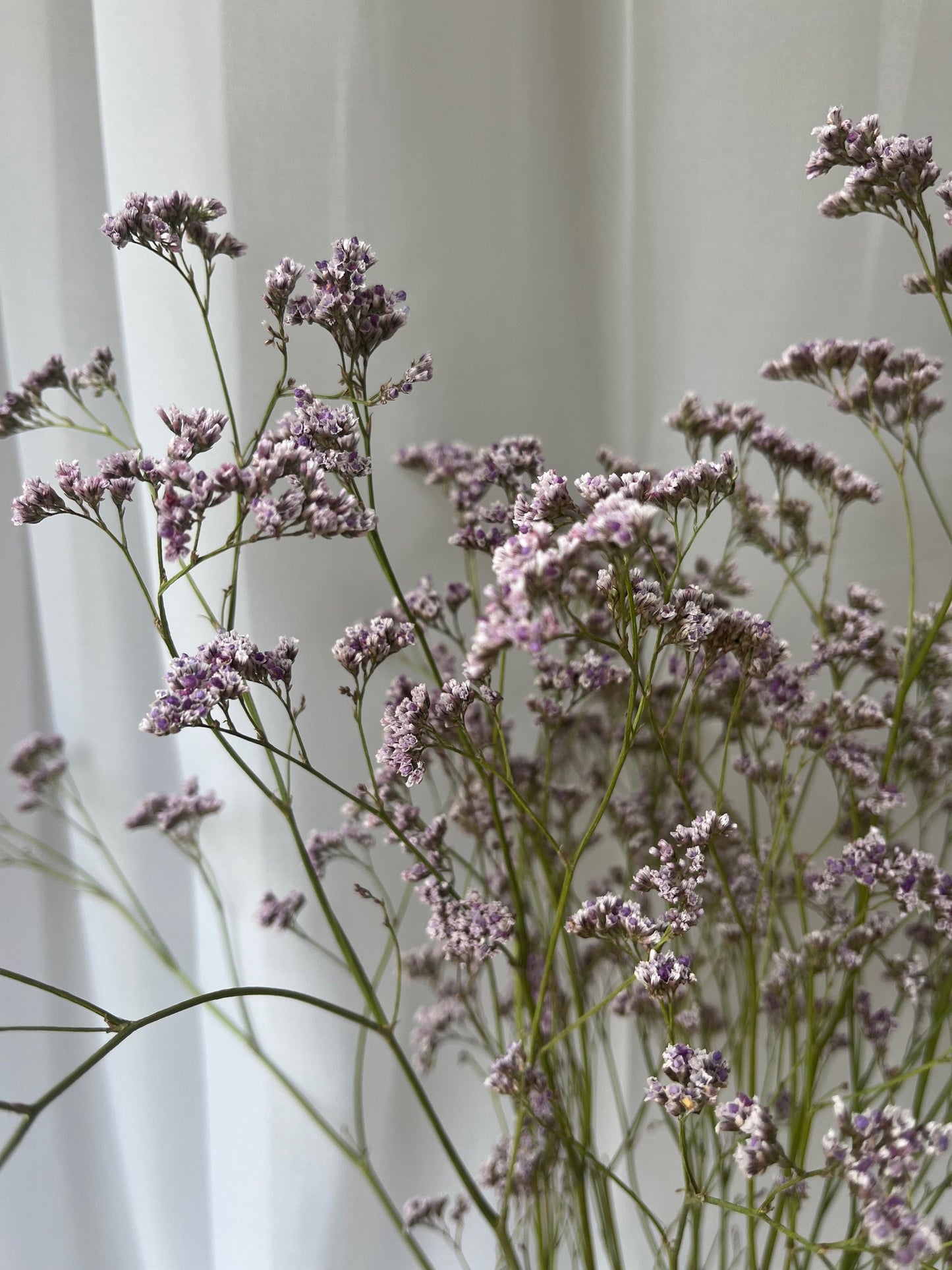 Dried Limonium - Natural Purple
