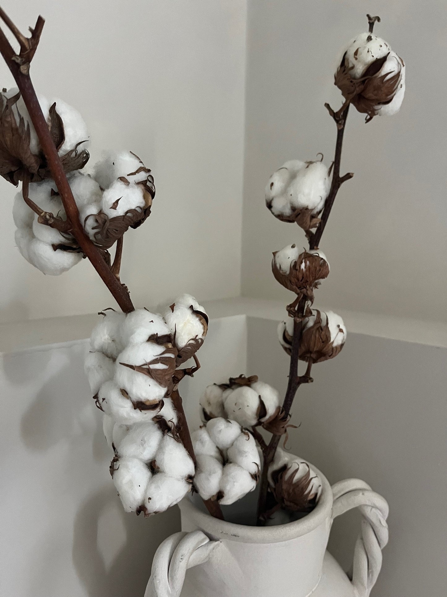 Dried Cotton Stems (Gossypium)