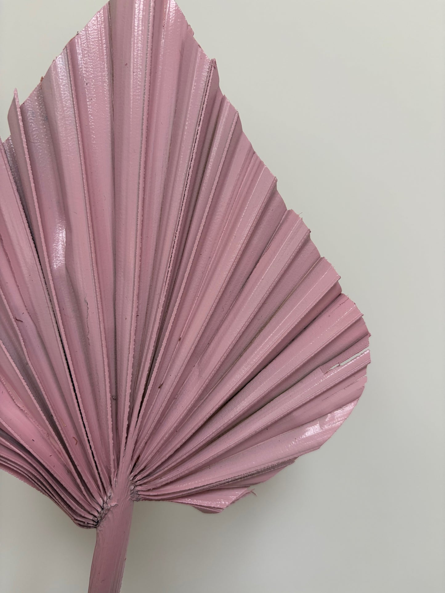 Natural Dried Palm Spears - Pink
