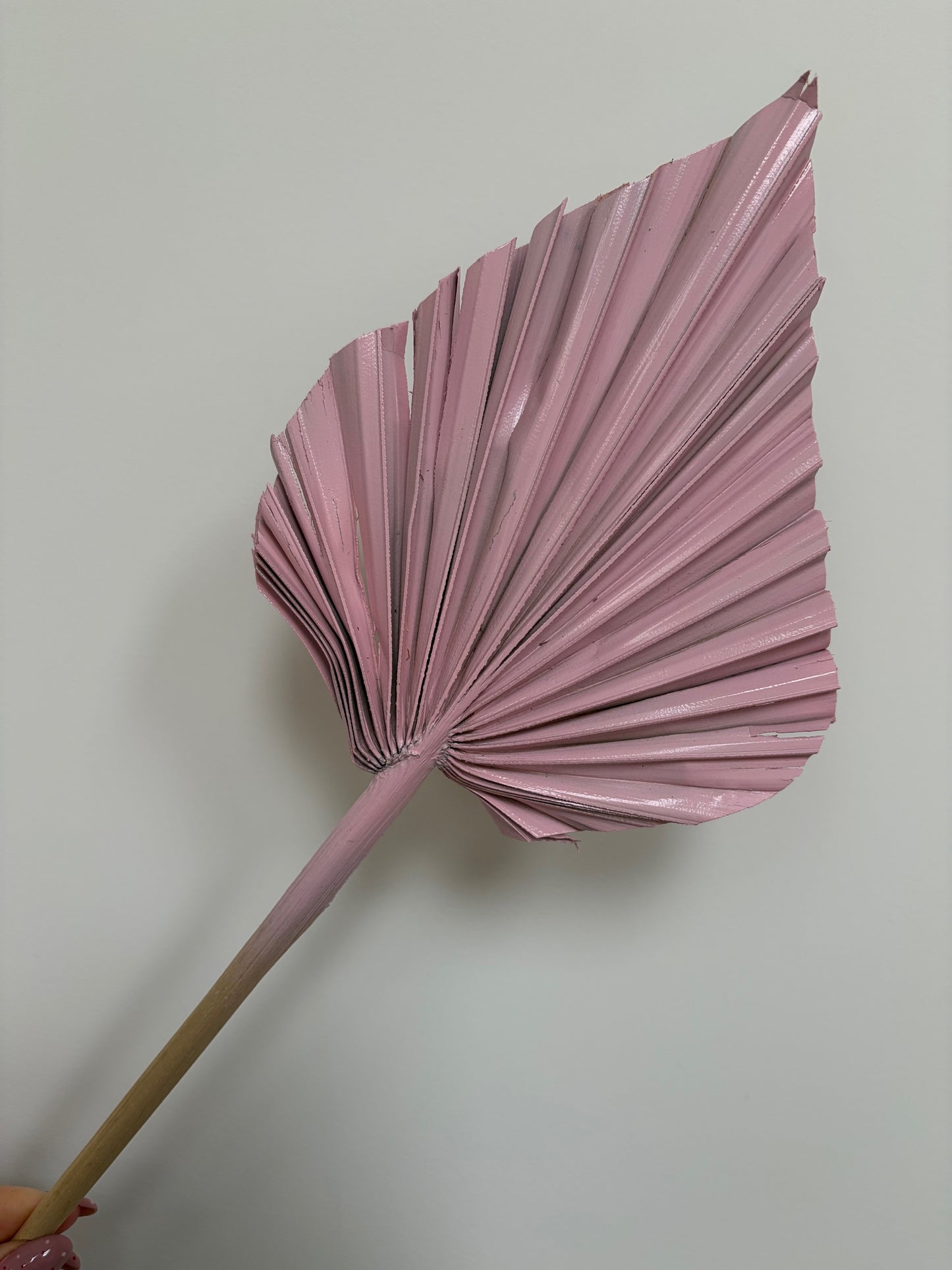 Natural Dried Palm Spears - Pink