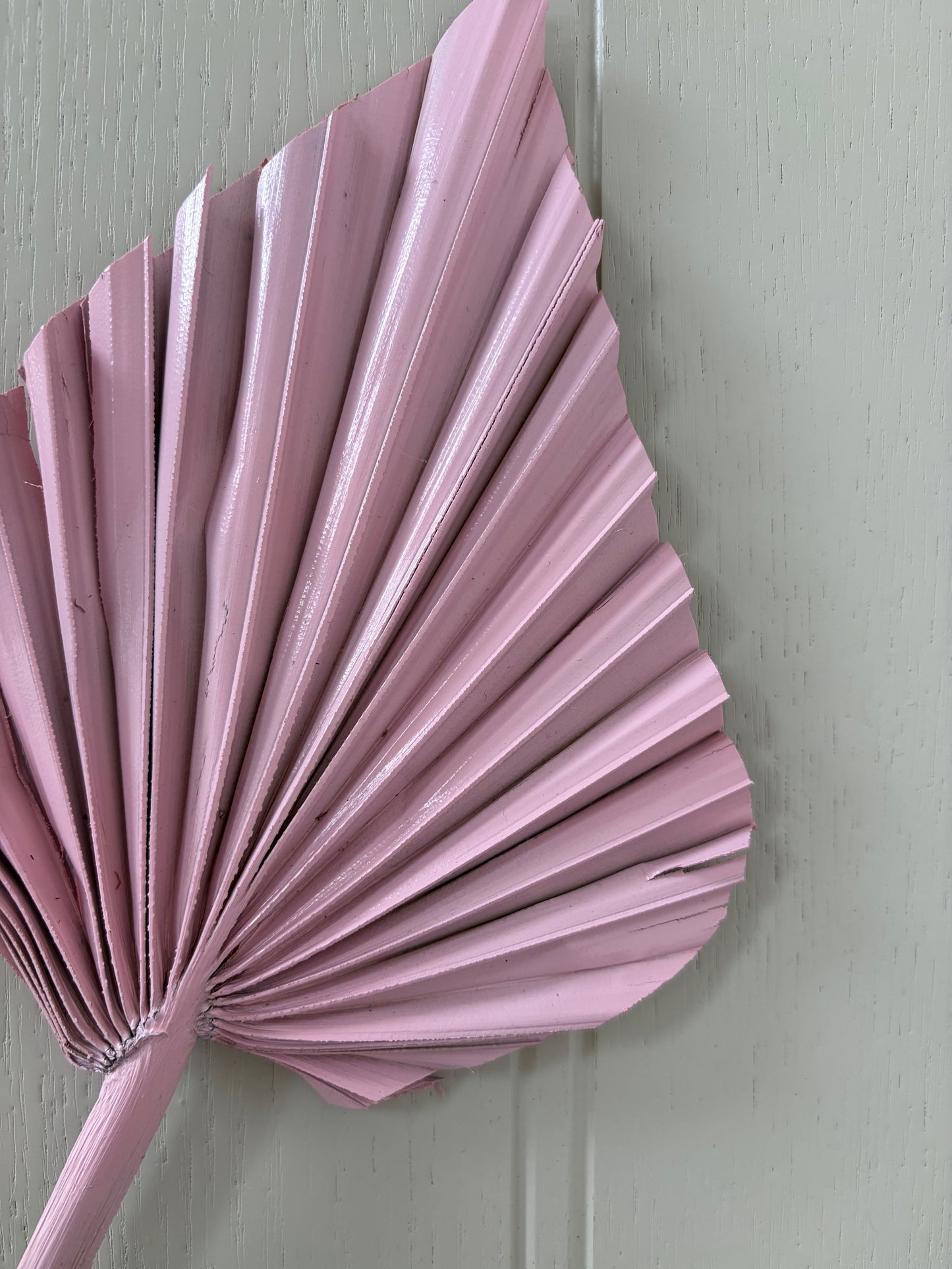 Natural Dried Palm Spears - Pink