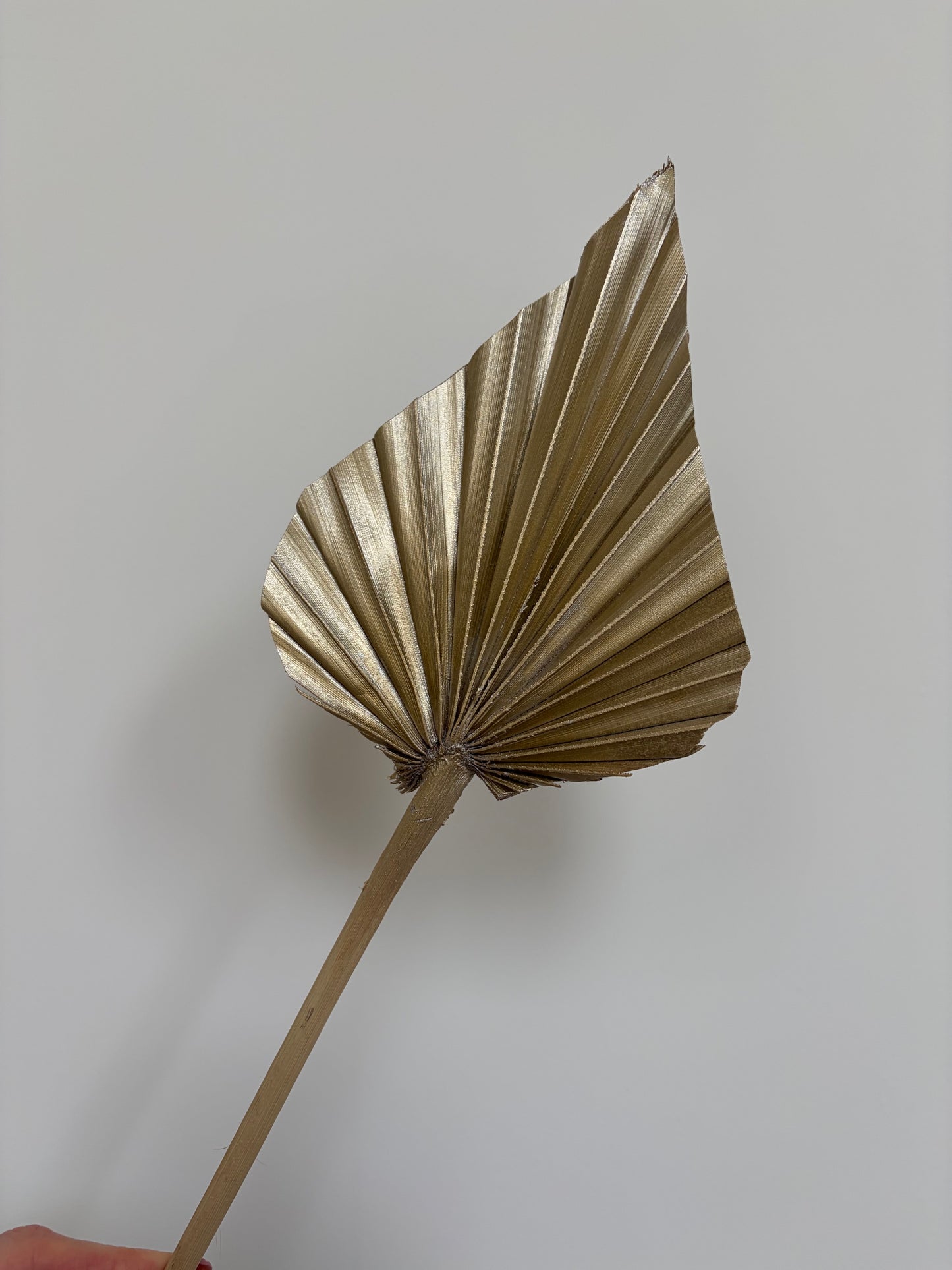 Natural Dried Palm Spears - Gold
