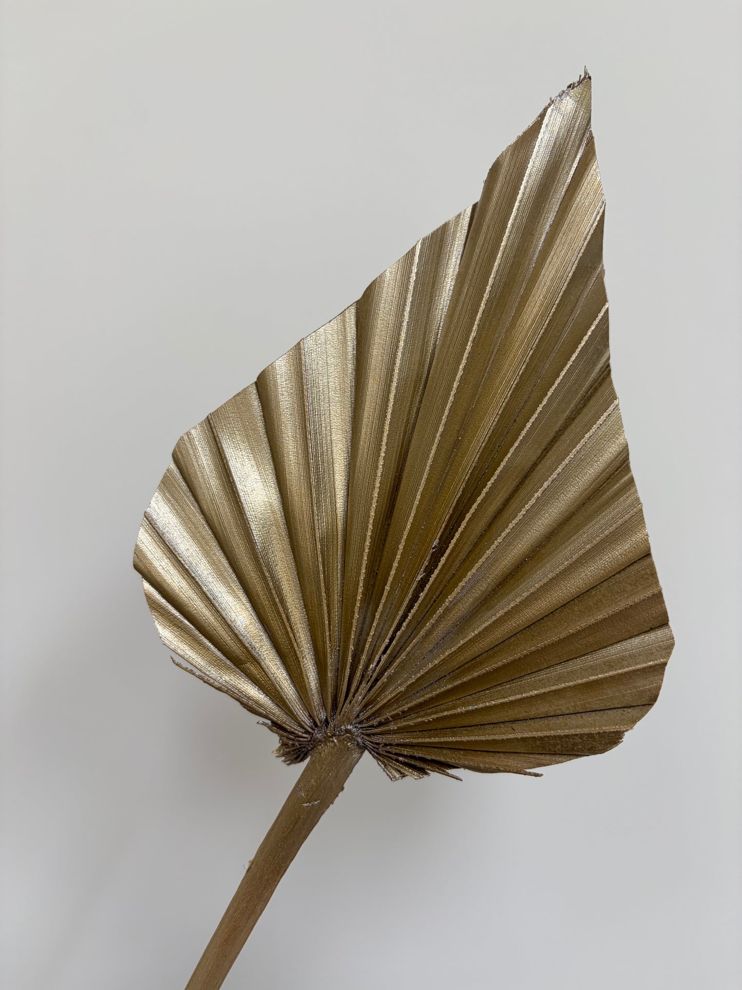 Natural Dried Palm Spears - Gold