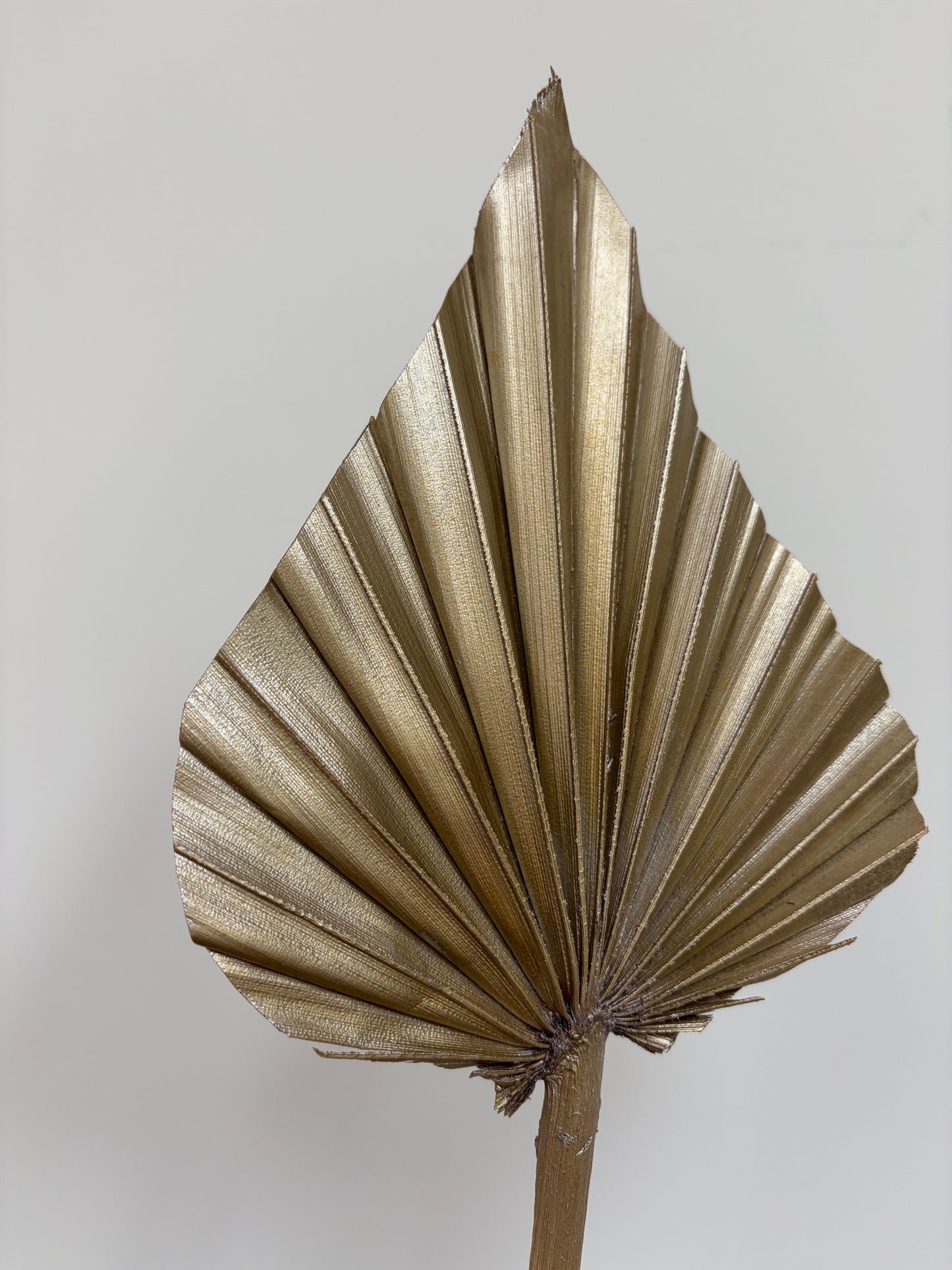 Natural Dried Palm Spears - Gold
