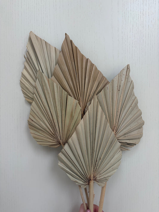 Natural Dried Palm Spears