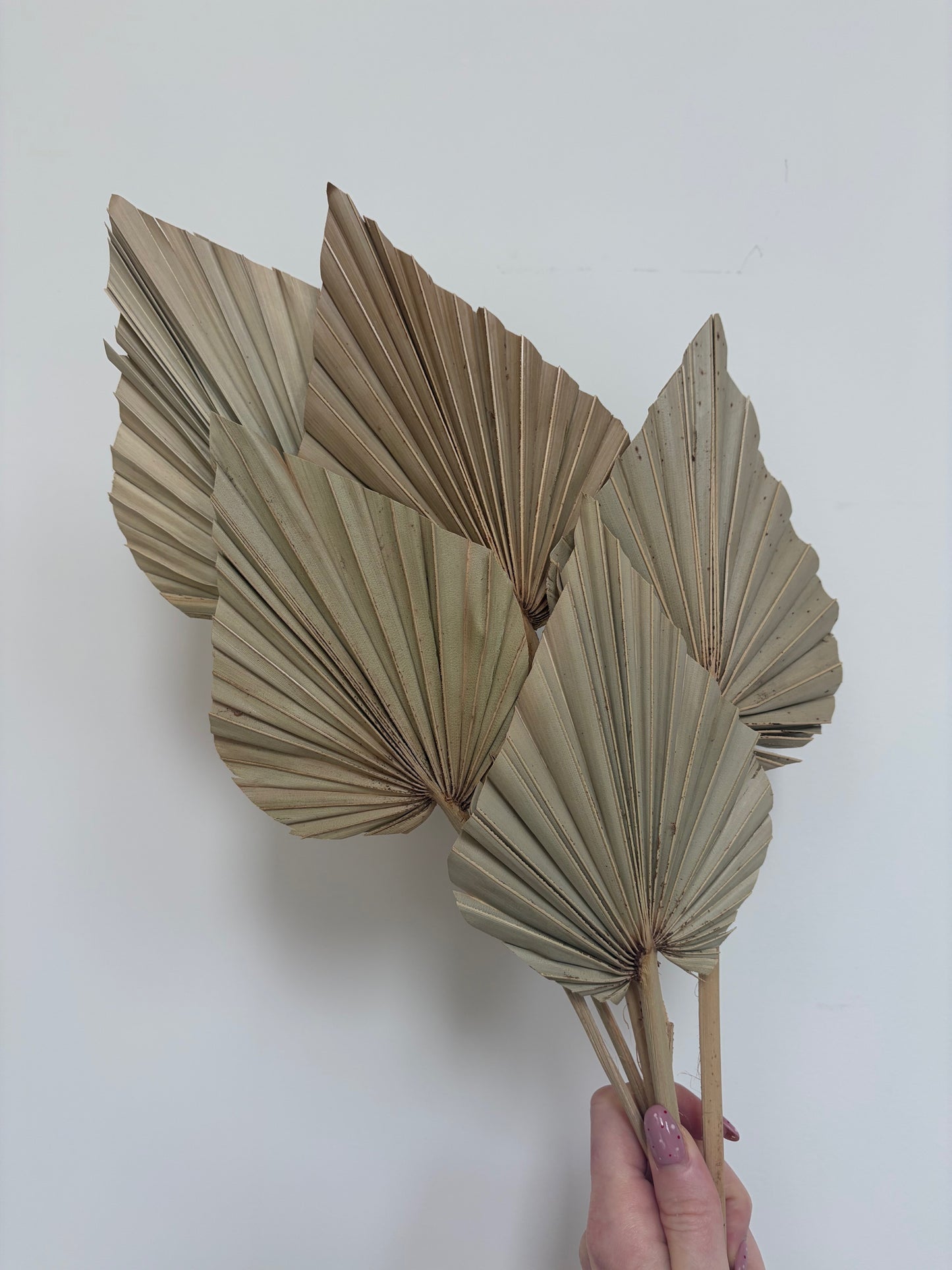 Natural Dried Palm Spears