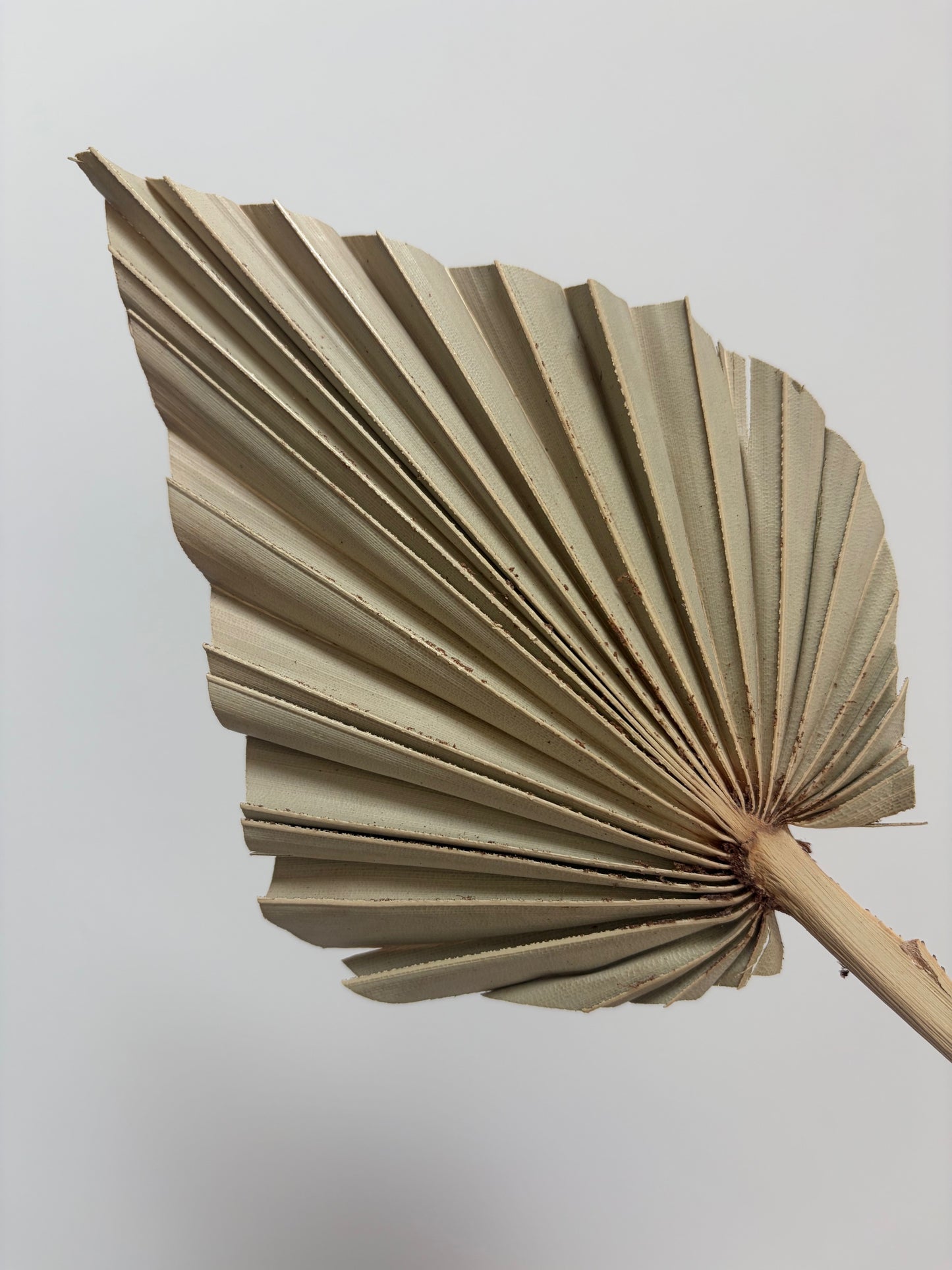 Natural Dried Palm Spears