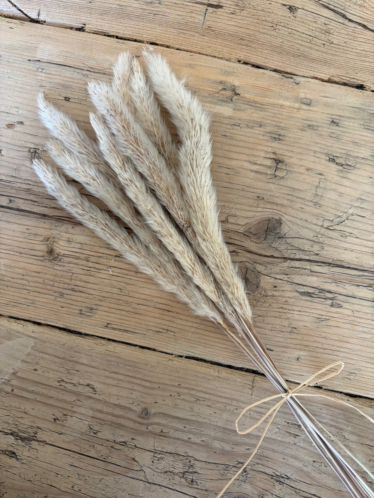 Mini Pampas Bunch