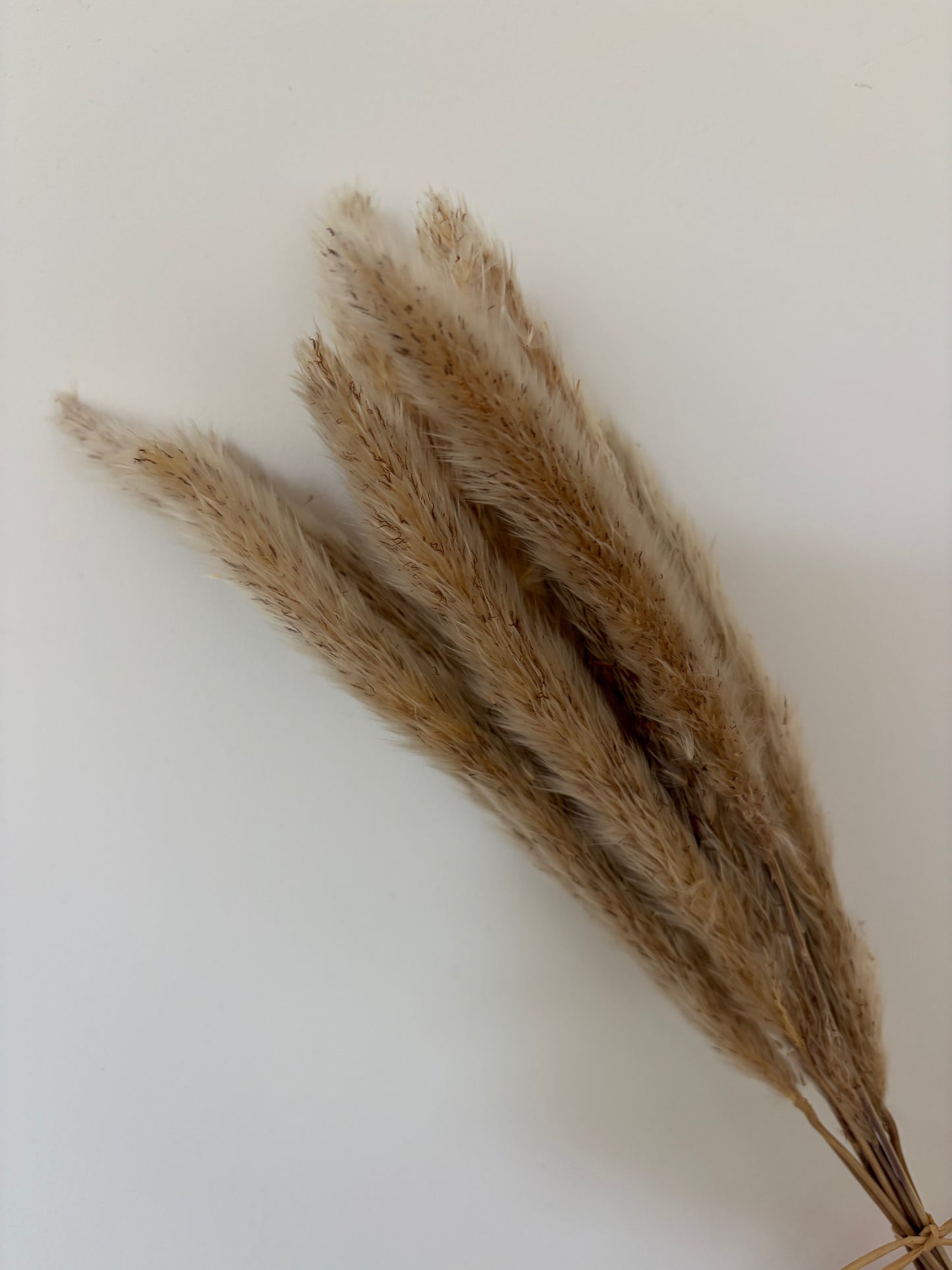 Mini Pampas Bunch