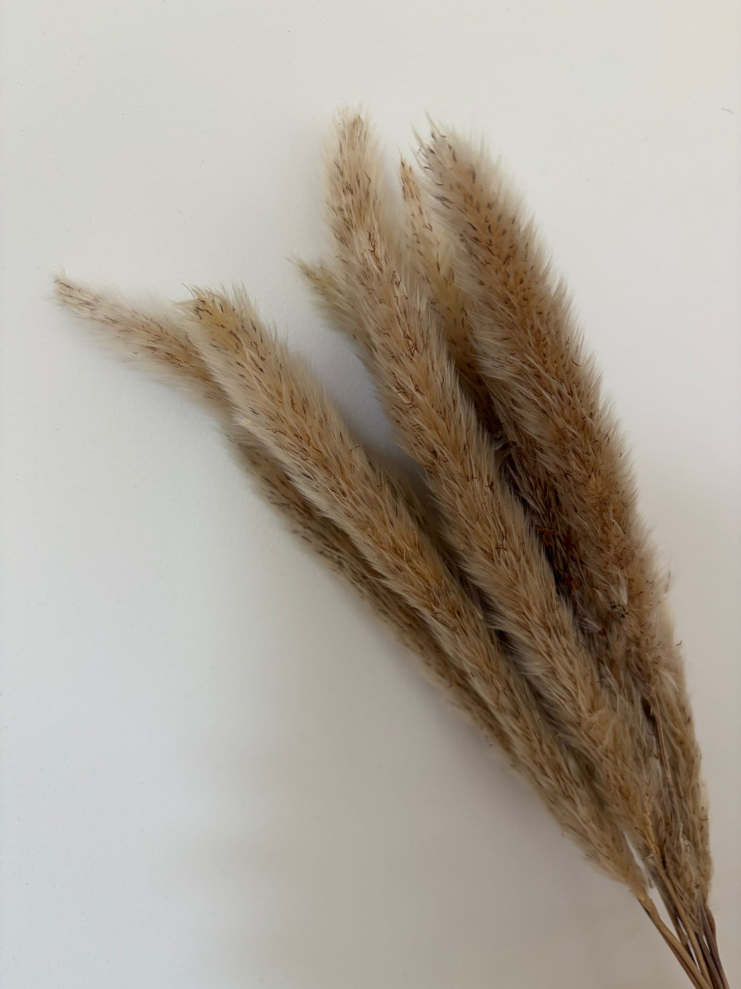 Mini Pampas Bunch