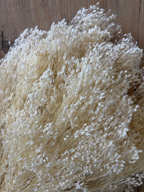 Bleached White Dried Broom Bloom