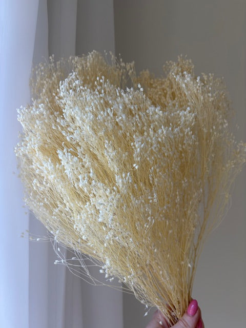 Bleached White Dried Broom Bloom
