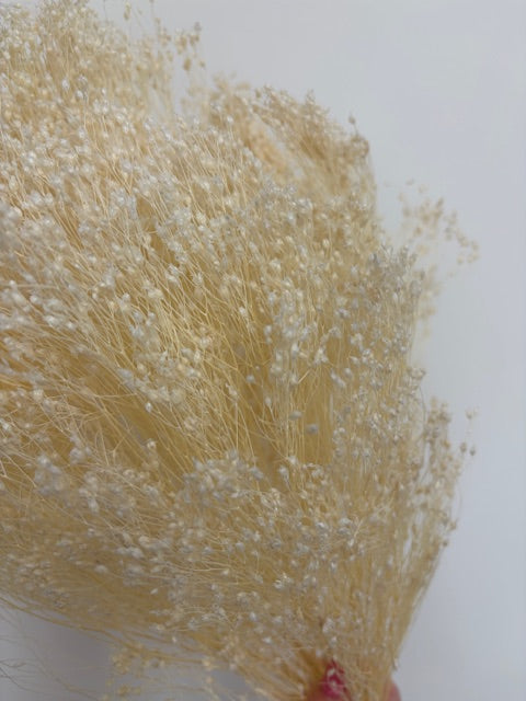 Bleached White Dried Broom Bloom