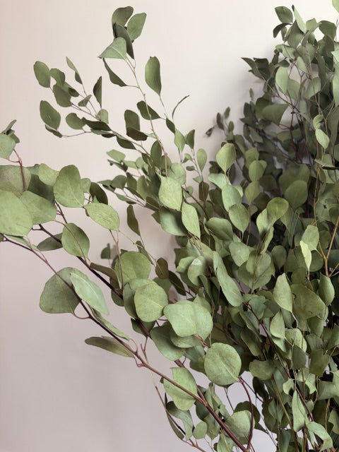 Bunch of Dried Eucalyptus - Extra Large