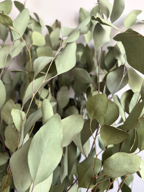 Bunch of Dried Eucalyptus - Extra Large