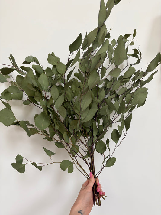 Bunch of Dried Eucalyptus - Extra Large