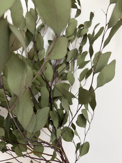 Bunch of Dried Eucalyptus - Extra Large
