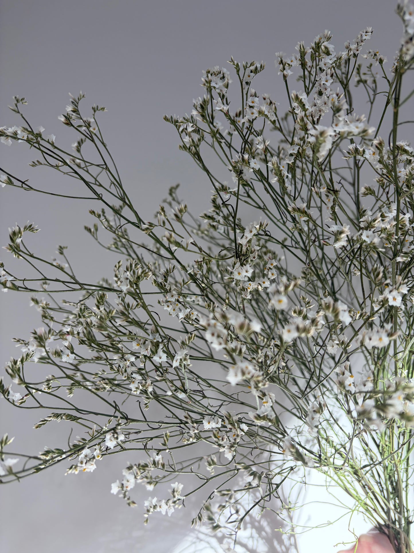 Dried Limonium - Natural White