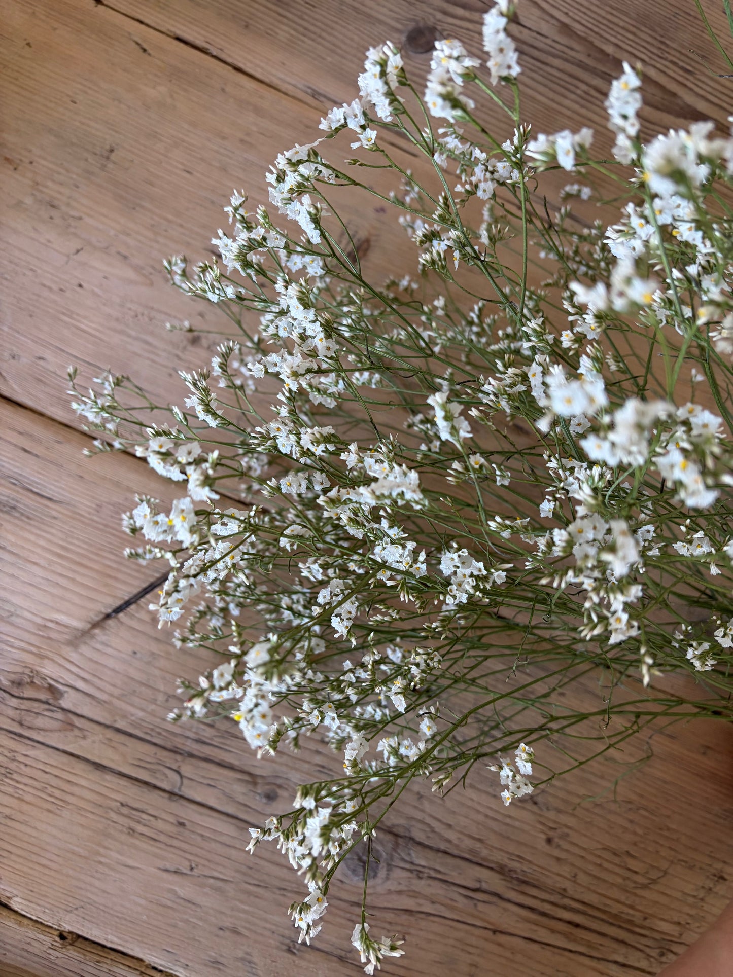 Dried Limonium - Natural White