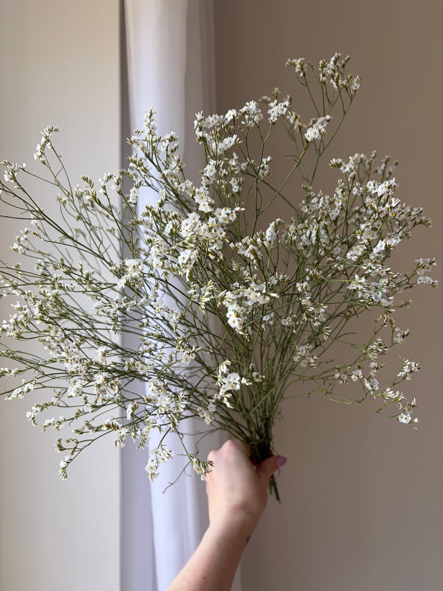 Dried Limonium - Natural White