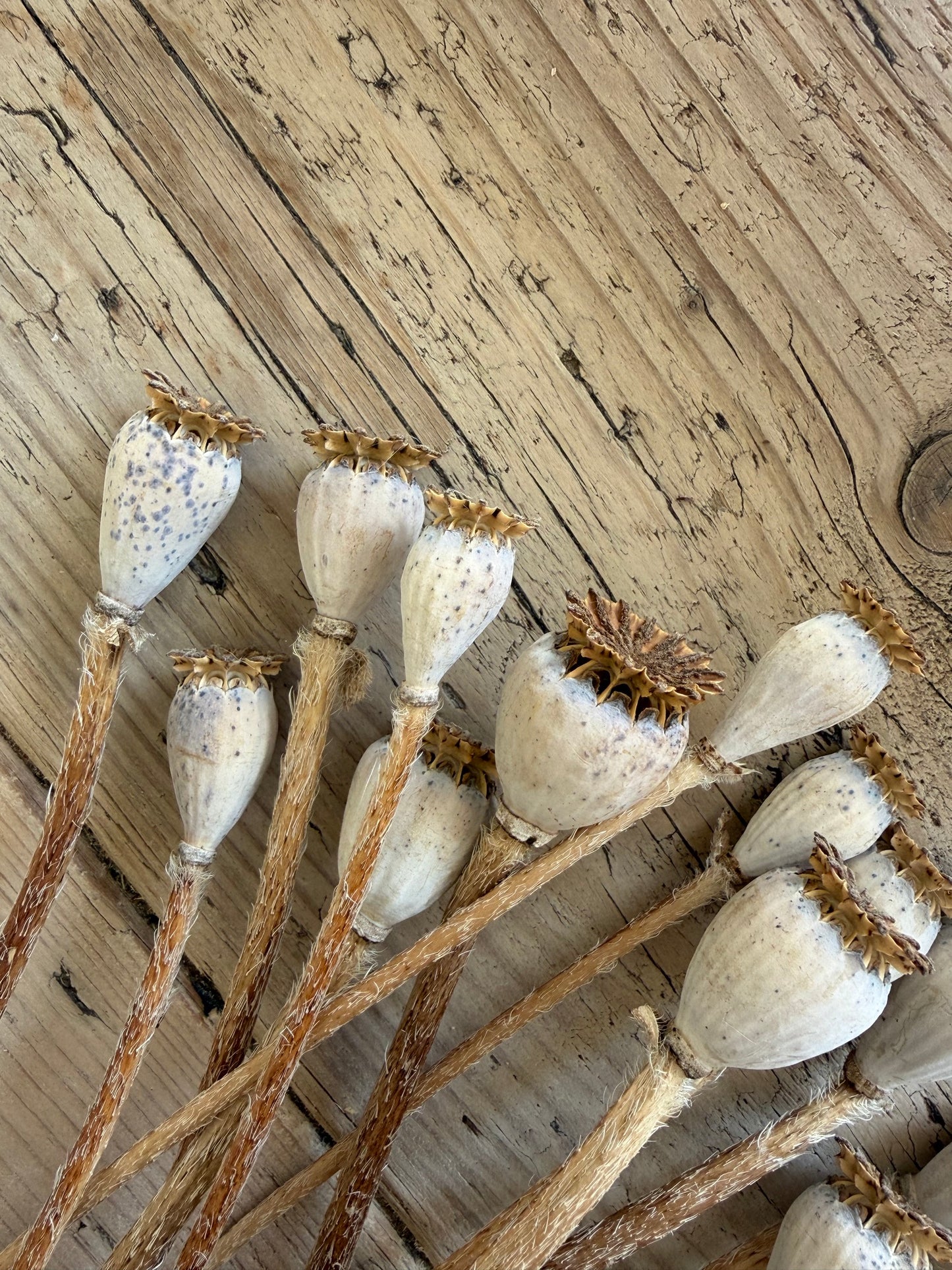 Dried Poppy Seed Heads