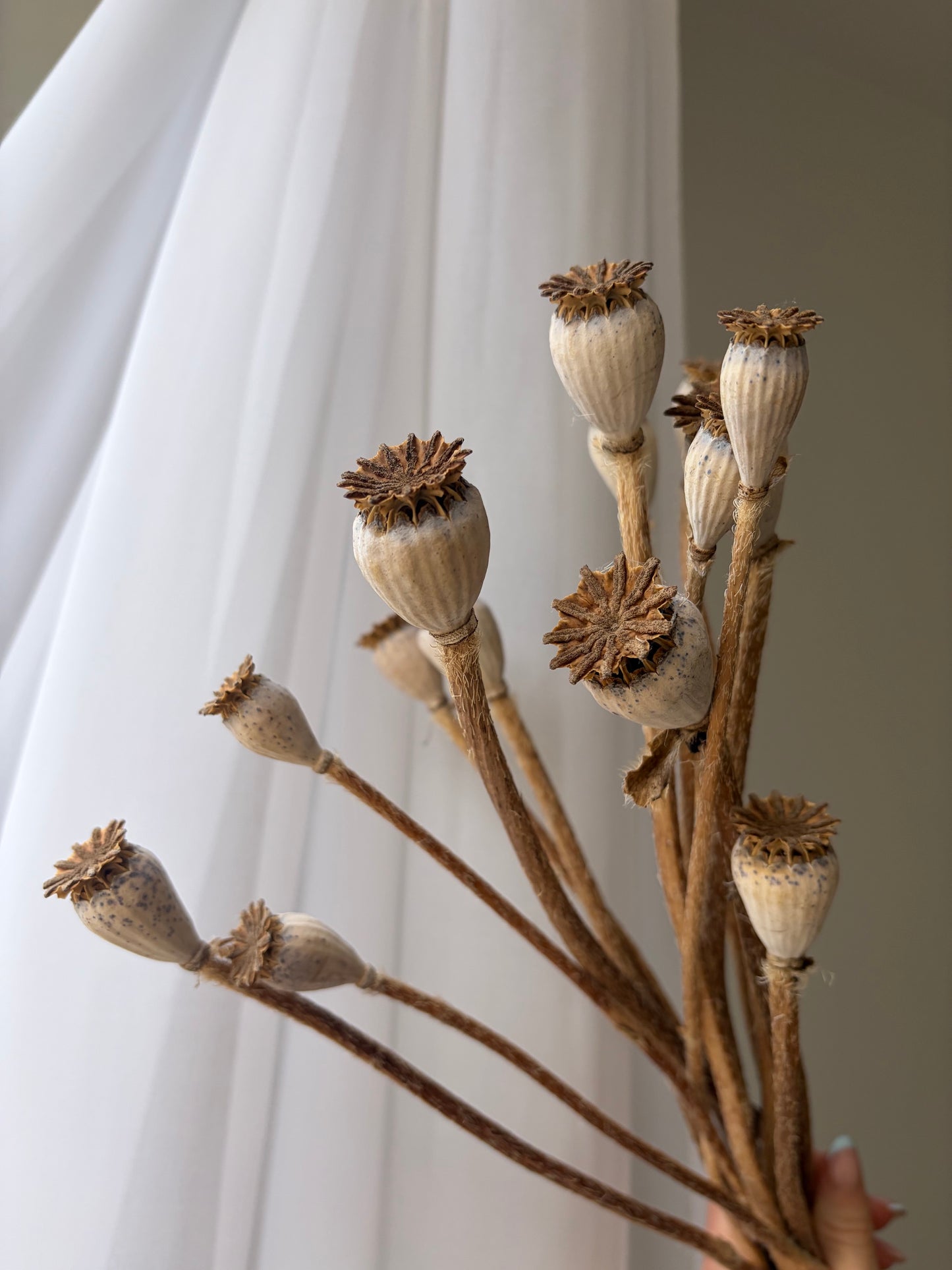 Dried Poppy Seed Heads