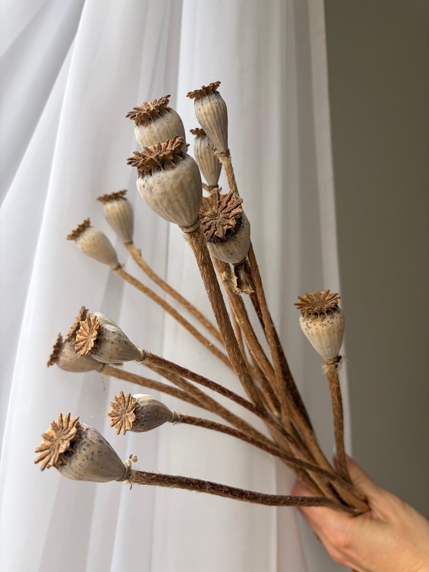 Dried Poppy Seed Heads