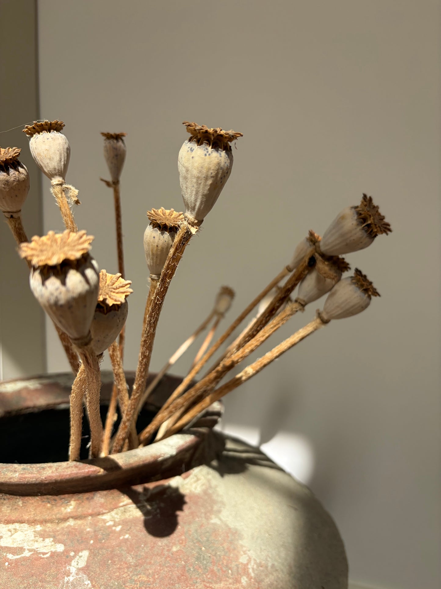 Dried Poppy Seed Heads