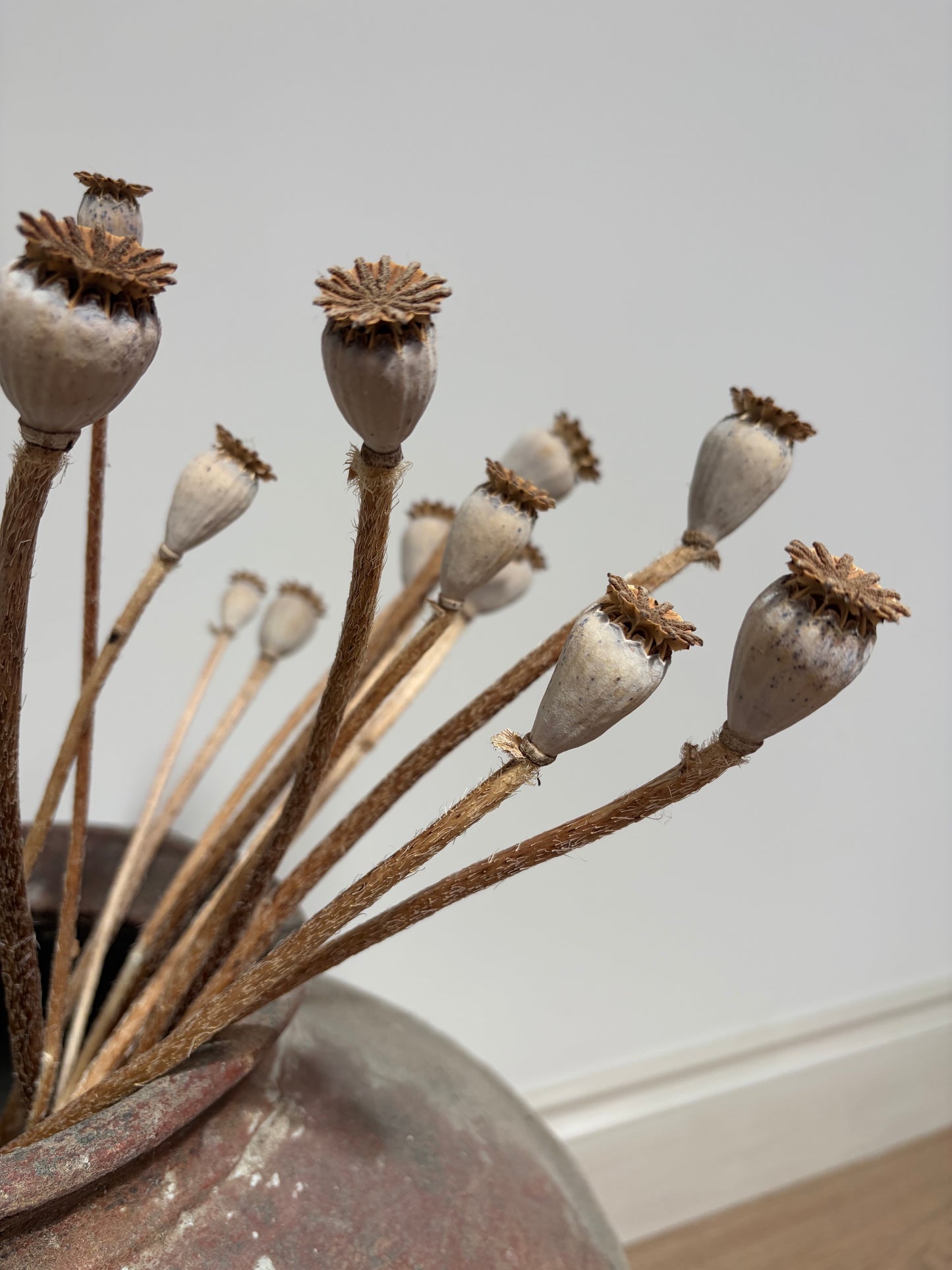 Dried Poppy Seed Heads