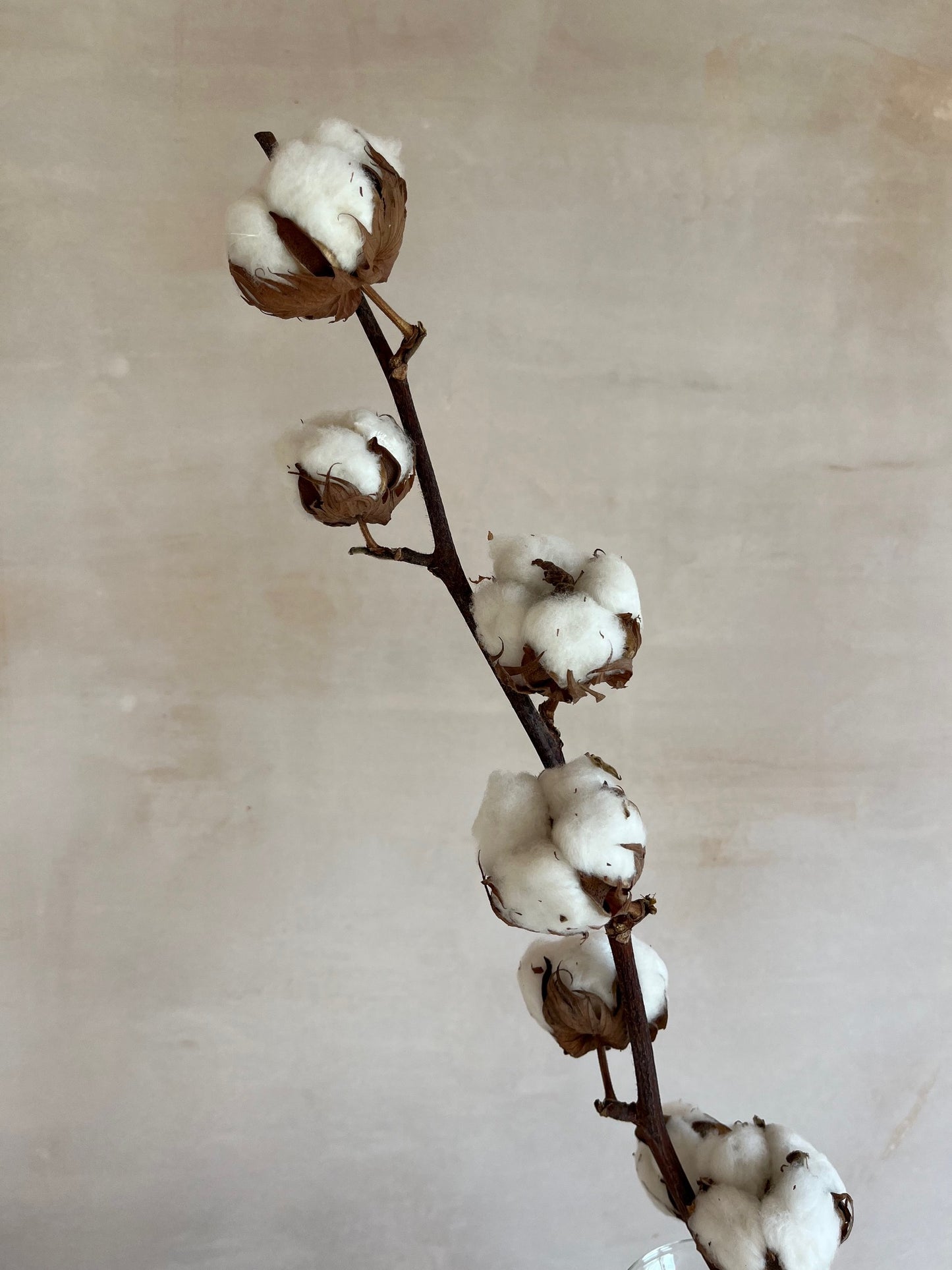 Dried Cotton Stems (Gossypium)