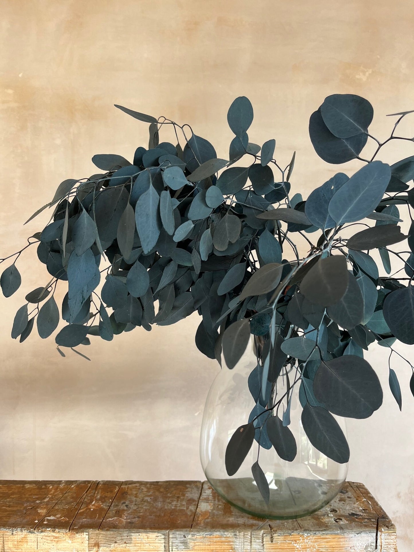 Preserved Eucalyptus Populus