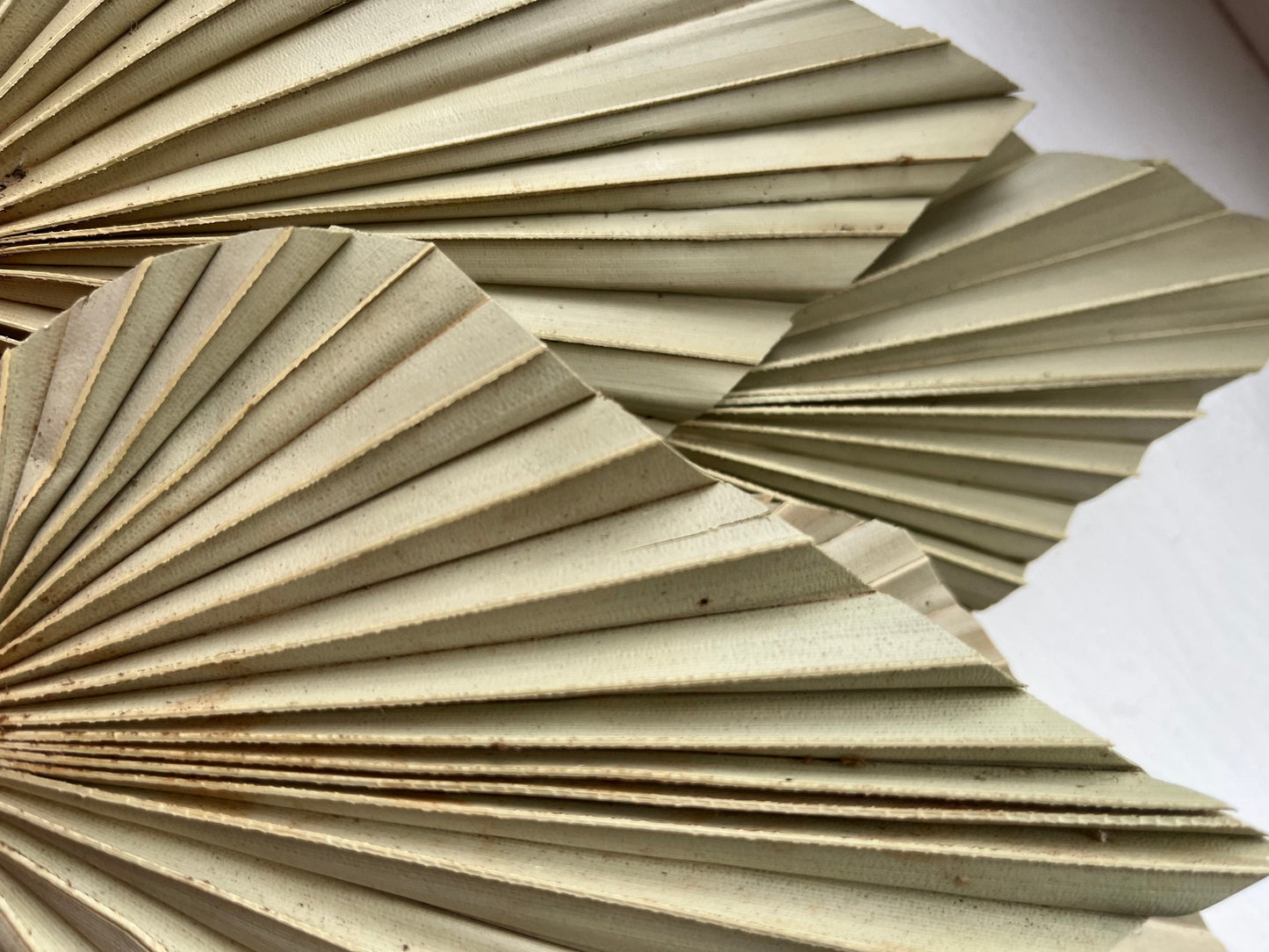 Natural Dried Palm Spears