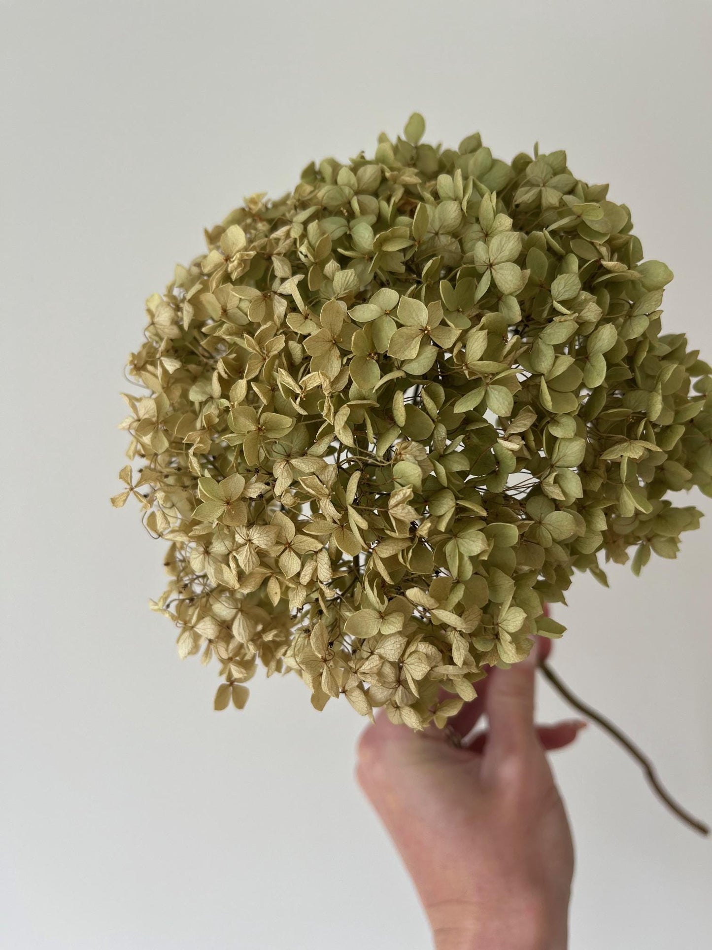 Dried Hydrangea Stem - Antique