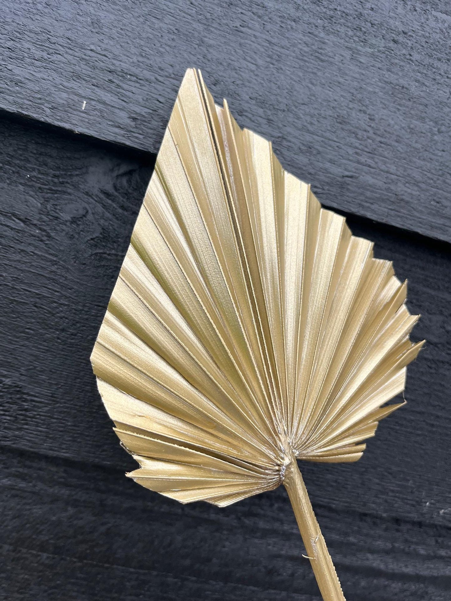 Natural Dried Palm Spears - Gold