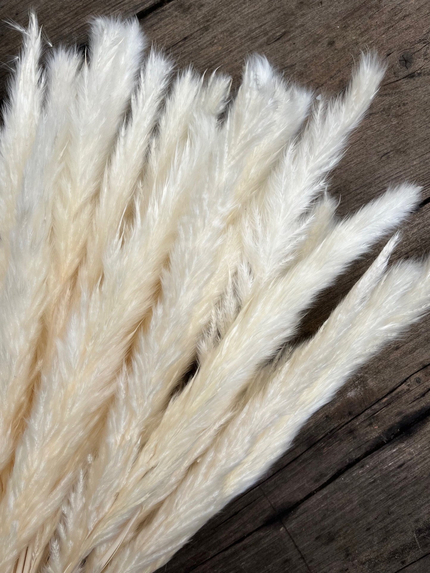 Dried Fluffy Pampas Bleached