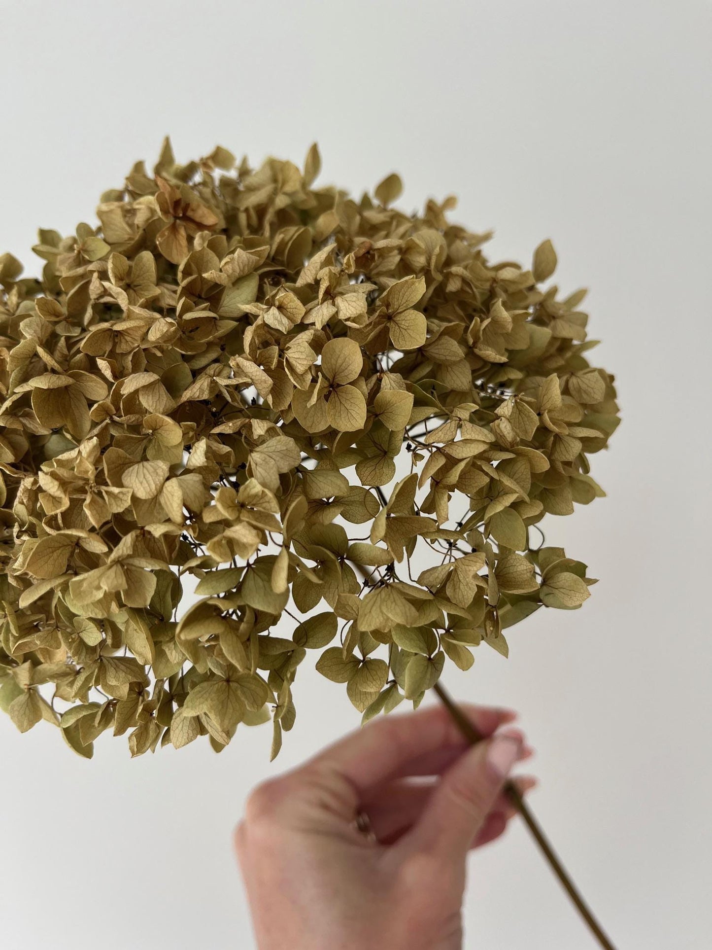 Dried Hydrangea Stem - Antique