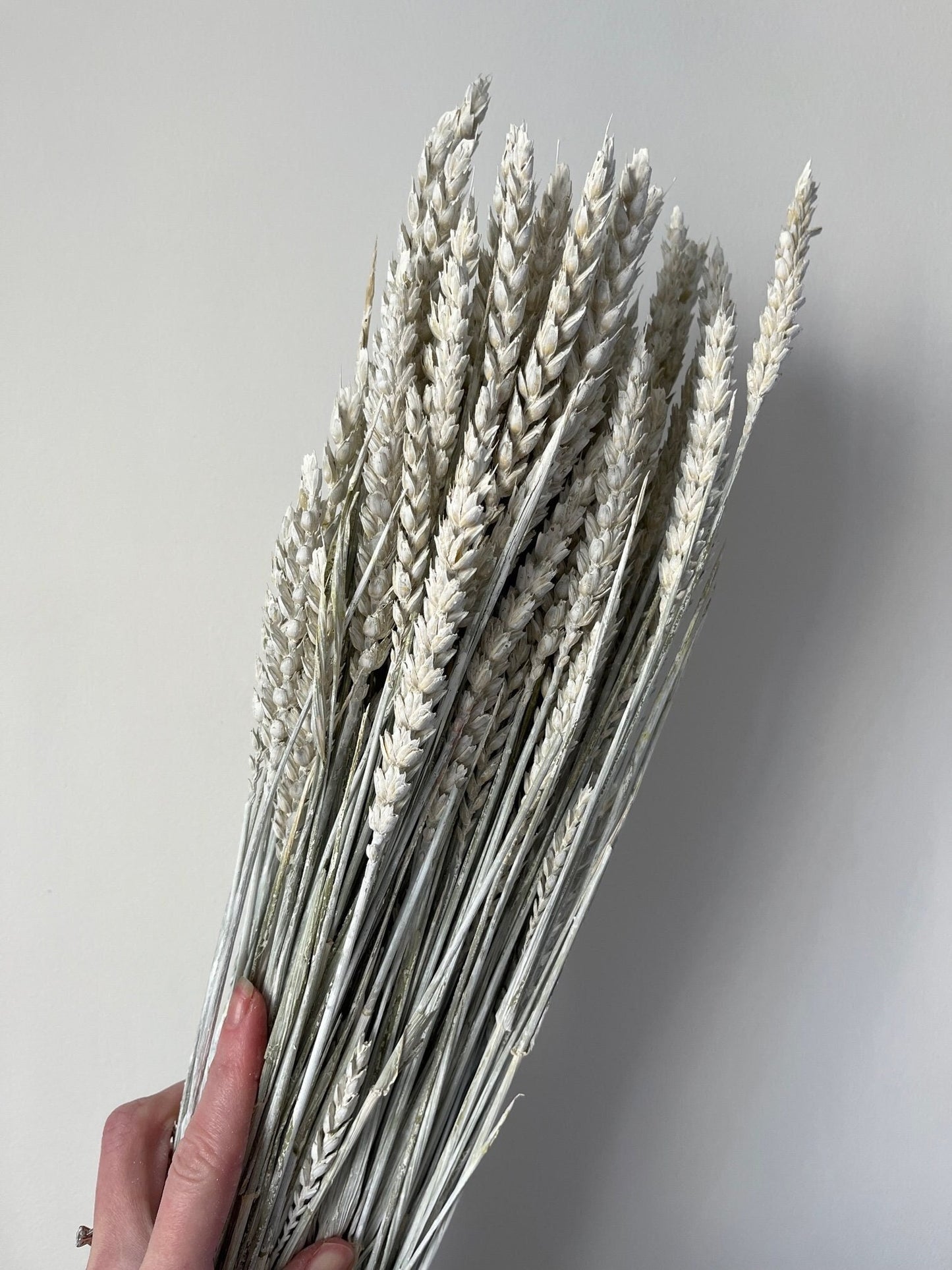 Misty White Dried Wheat (Triticum)