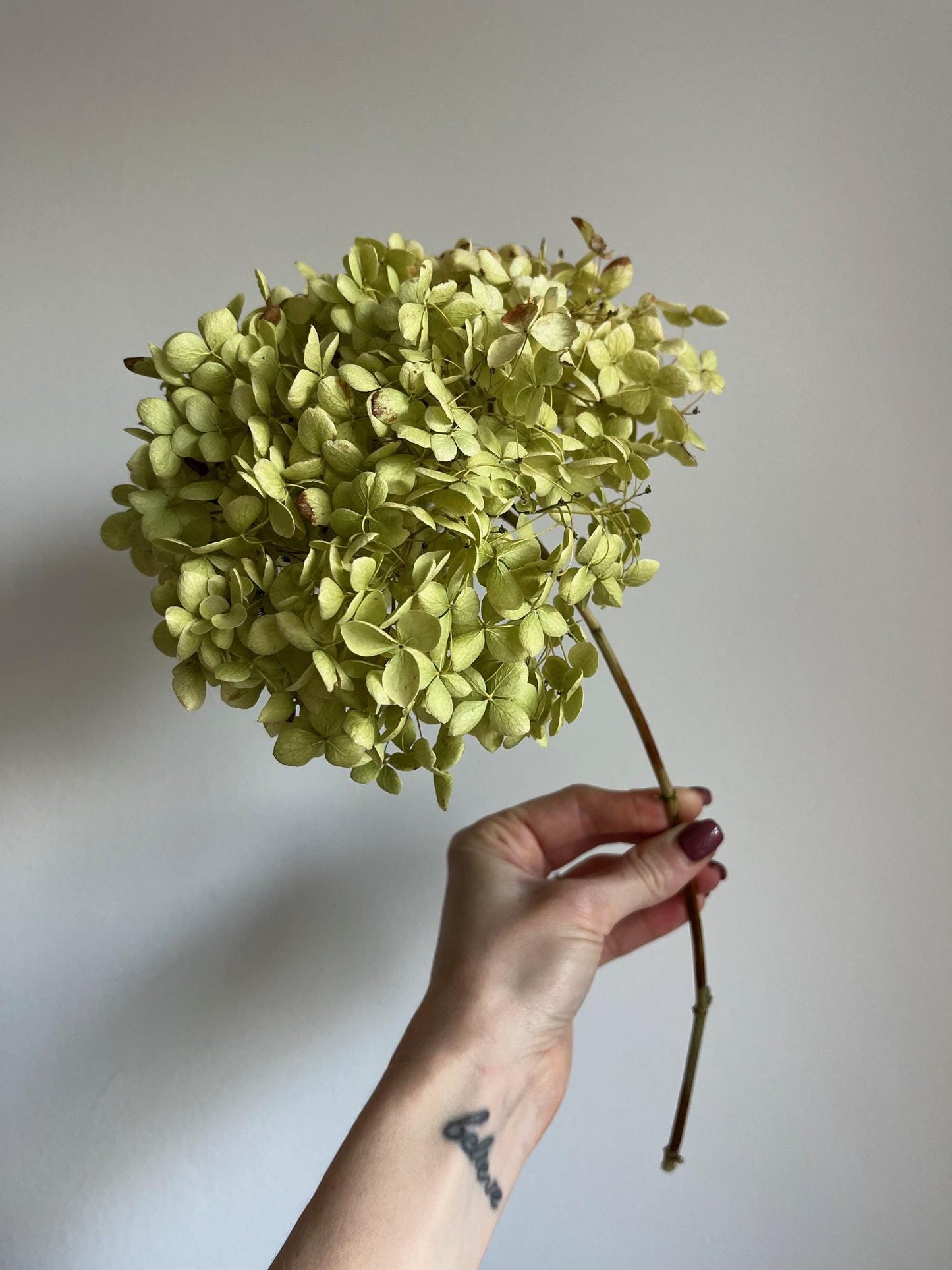 Dried Hydrangea Stem - Green