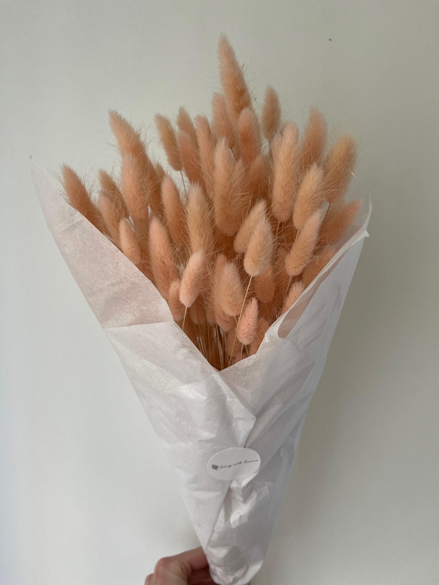 Bunny Tails (Lagurus) - Pink