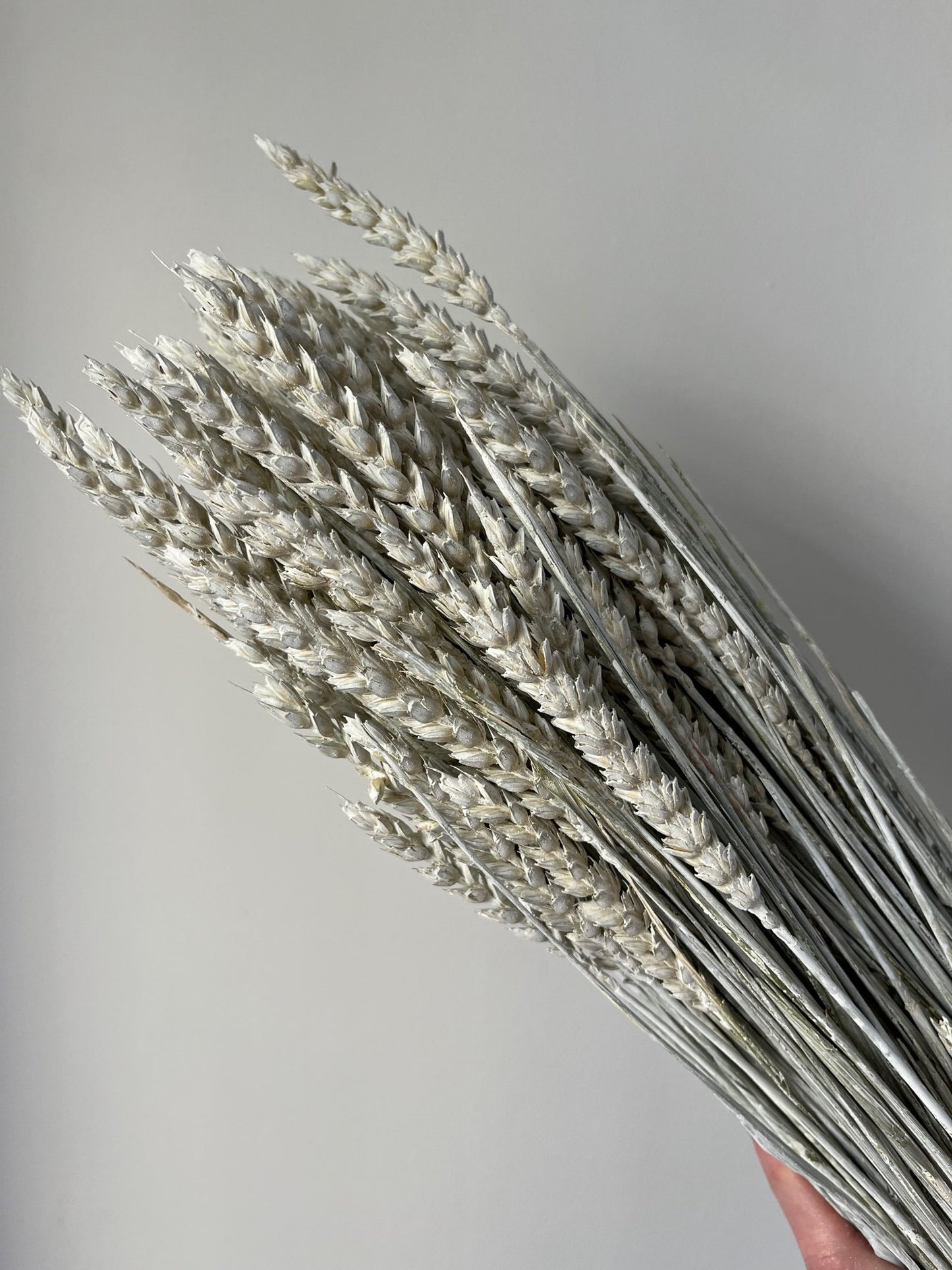 Misty White Dried Wheat (Triticum)