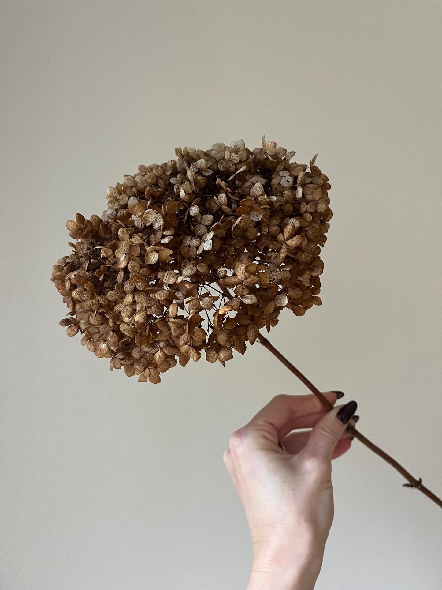Dried Hydrangea Stem - Chocolate