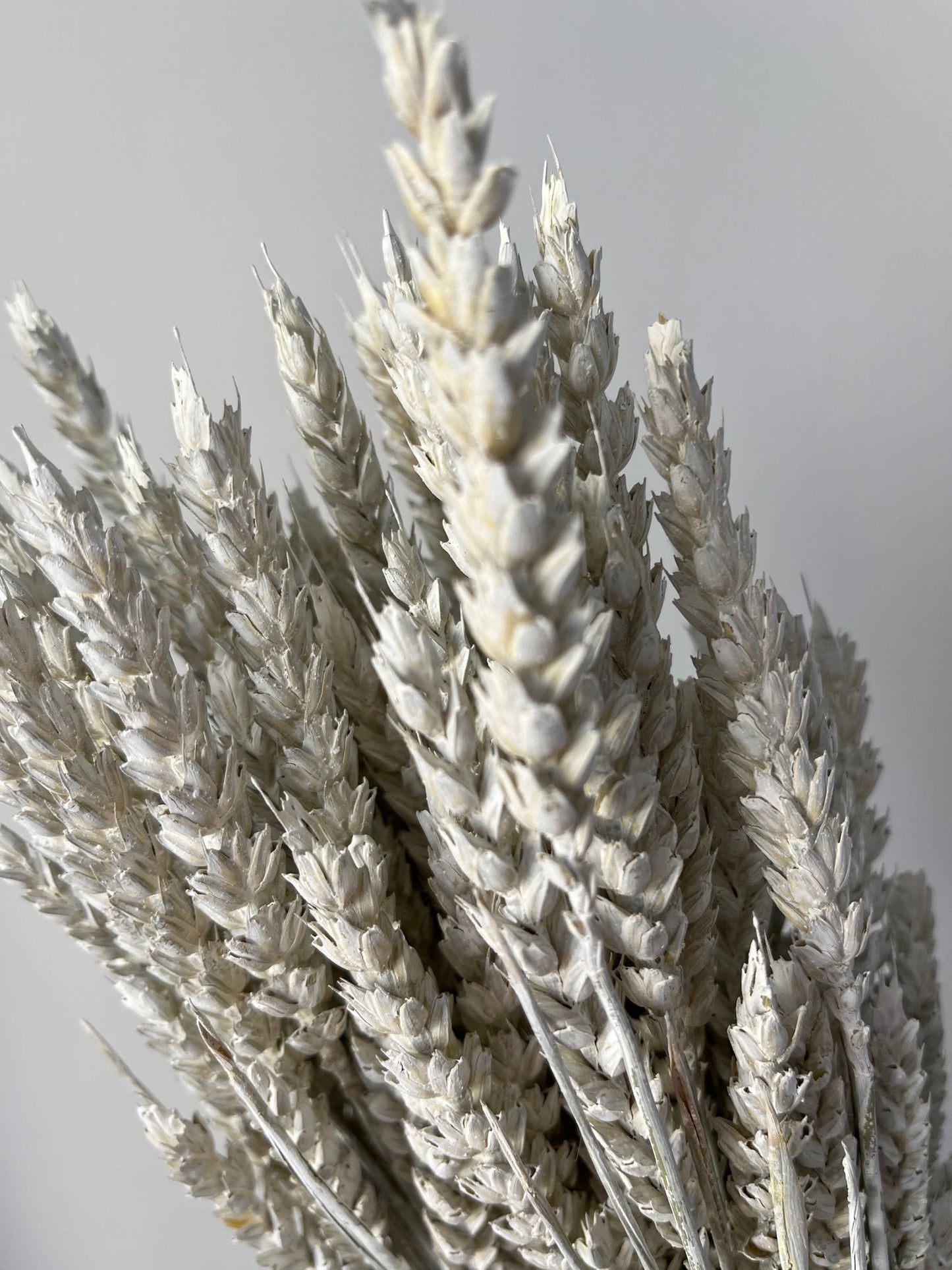 Misty White Dried Wheat (Triticum)