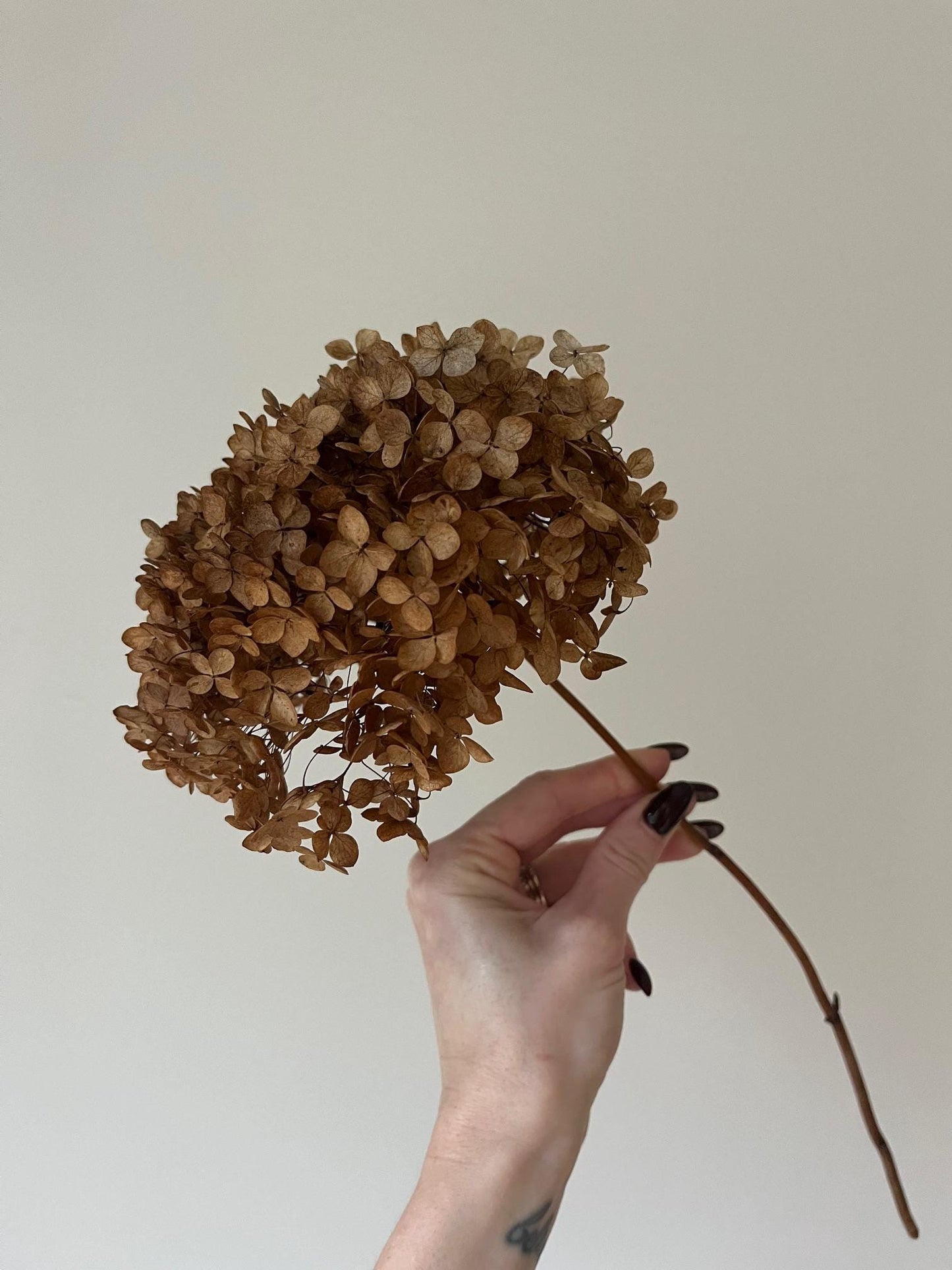 Dried Hydrangea Stem - Chocolate