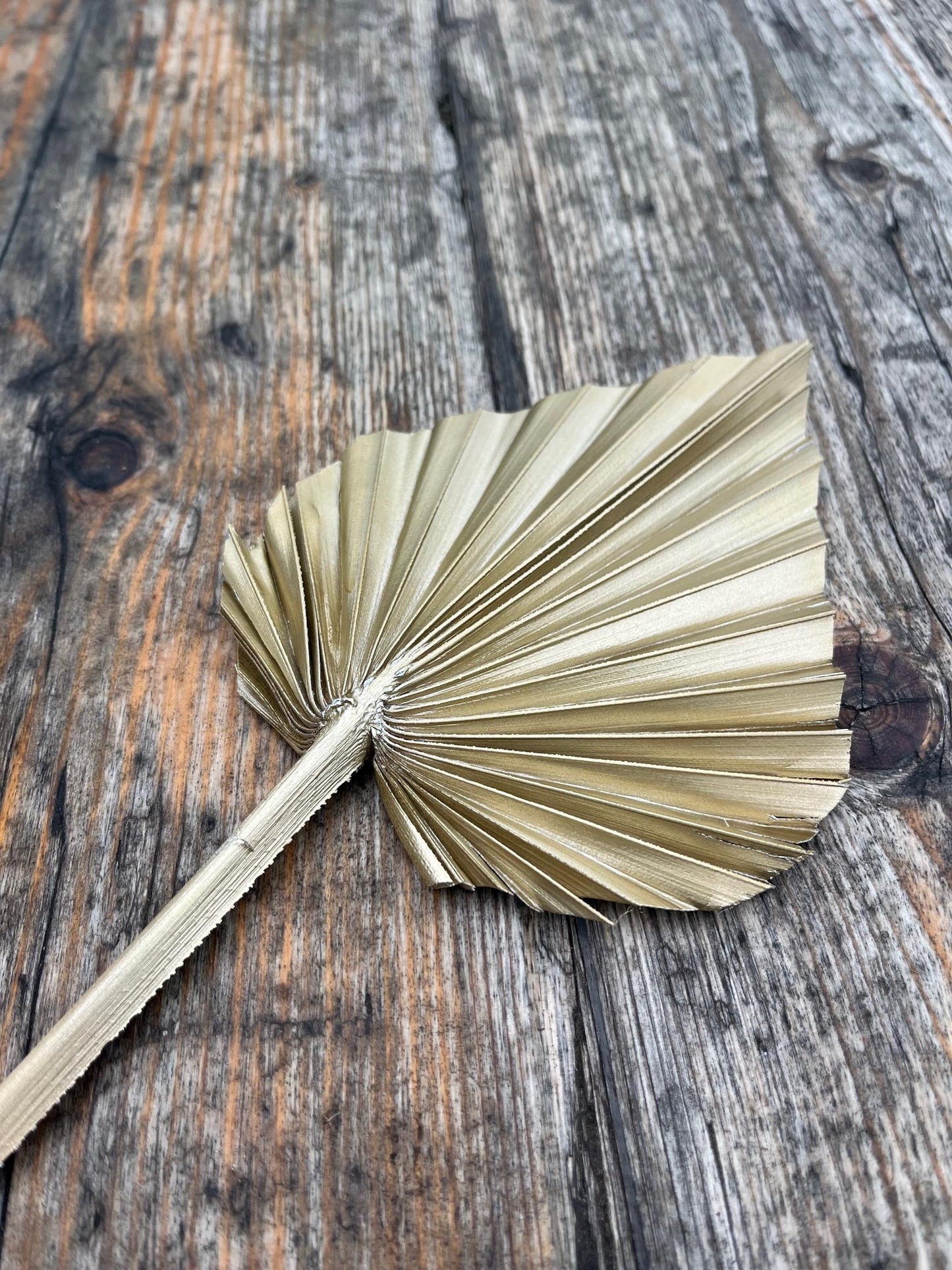 Natural Dried Palm Spears - Gold