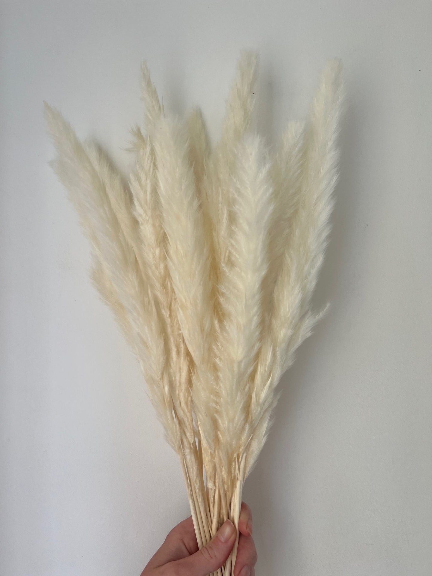 Dried Fluffy Pampas Bleached