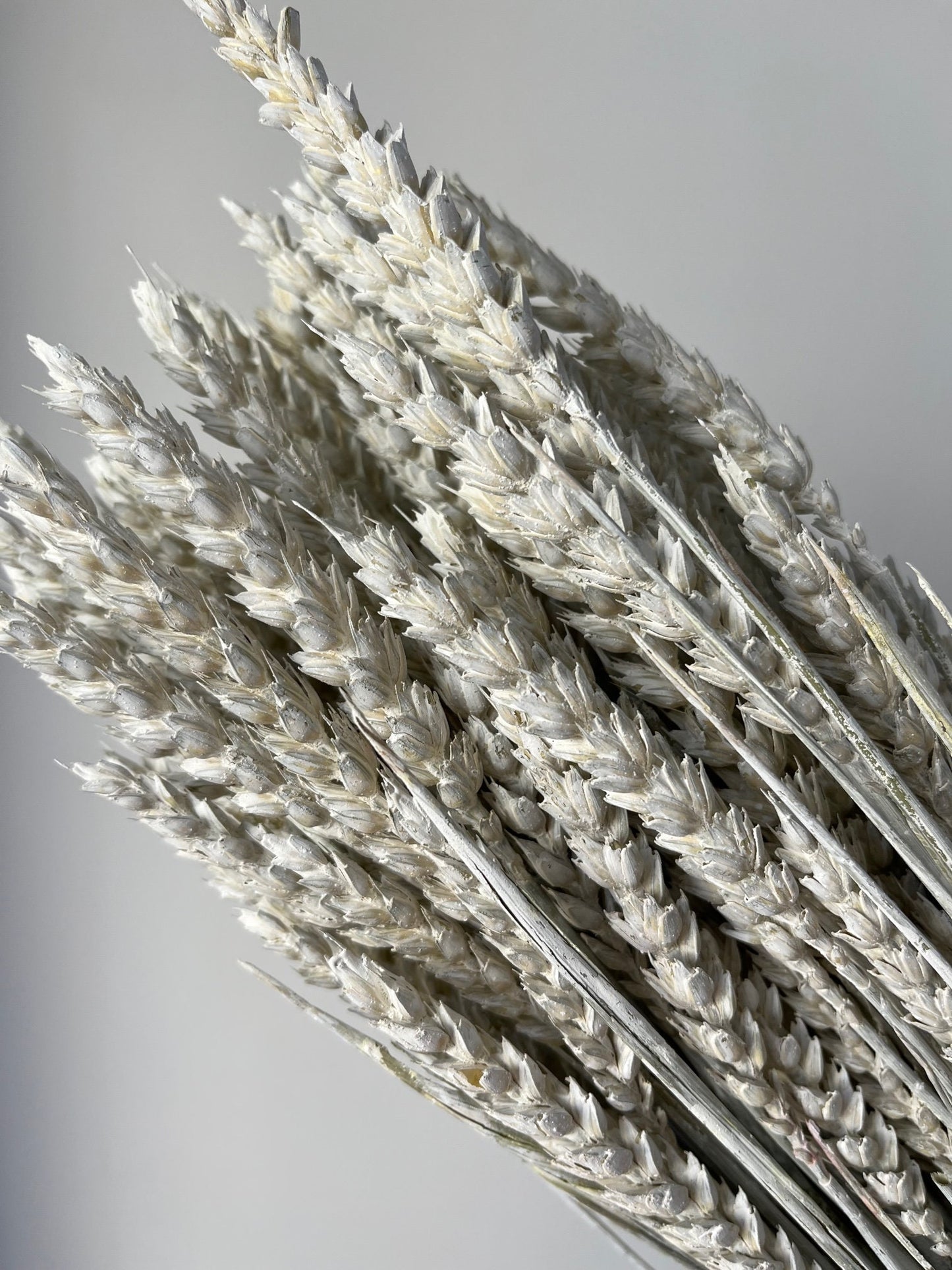 Misty White Dried Wheat (Triticum)